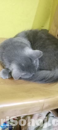 Russian female cat (রাশিয়ান মেয়ে বিড়াল)